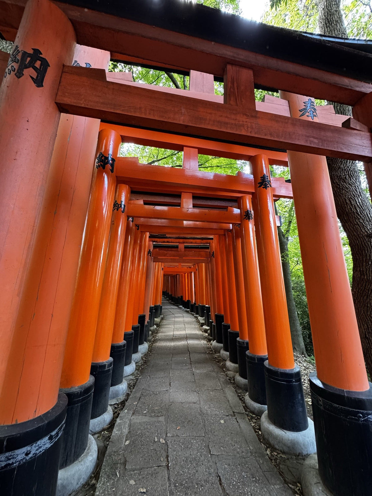 Vermilion torii gates in Kyoto